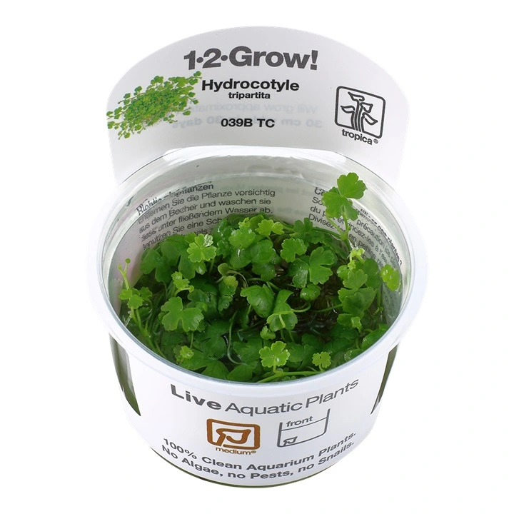 Tropica Hydrocotyle tripartita 1-2-GROW x 3